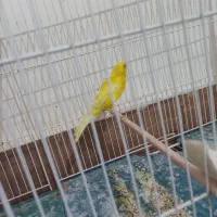 قناری زرد نر درجه یک|پرنده|رامهرمز, |دیوار