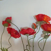 گل شقایق خارجی سالم چهار شاخه