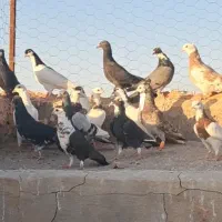 22عدد کبوتربوم ضربه