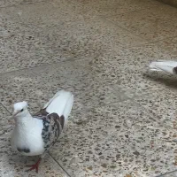 کفتر گمشده|حیوانات|شهریار, شهریار|دیوار