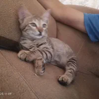 بچه گربه|گربه|مشهد, توس (بلوار توس)|دیوار