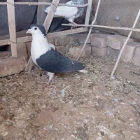 طوقی ساده|پرنده|خوسف, |دیوار