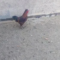سیم کارت