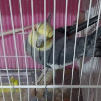 عروس هلندی|پرنده|چناران, |دیوار