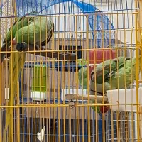 جفت شاه طوطی اسکندر سایز درشت|پرنده|کرمان, |دیوار