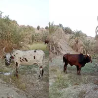 دام(گاو نر و ماده)