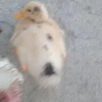 جوجه اردک گم شده