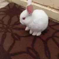 خرگوش گمشده