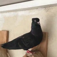 سیاه بوشهری ماده