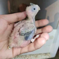 دو عدد جوجه عروس هلندی گلباقالی سرلاکی