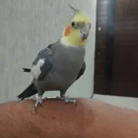 عروس هلندی دست اموز