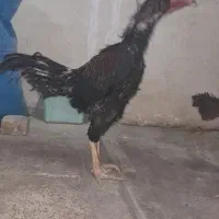 ست مرغ وخروس لاری