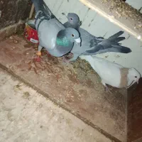 کفتر۳ عدد آلمانی پلاکی مسافتی طوقی شهرستانی