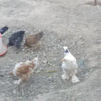 معاوضه ۳۰عددمرغ خروس گلین ۶ماهه بامرغ گلپایگانی