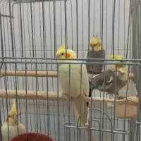 عروس هلندی|پرنده|محمدشهر, محمدشهر|دیوار