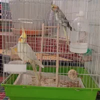 عروس هلندی