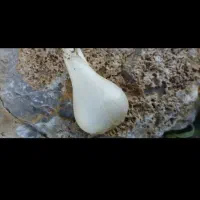موسیر امسال تازه وخوش عطر