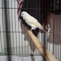 قناری نر سفید جوان|پرنده|رشت, پل تالشان|دیوار