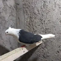 سه جفت کبوتر|پرنده|تبریز, |دیوار