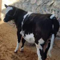 گوساله ماده سیمینتال|حیوانات مزرعه|گوآور, |دیوار