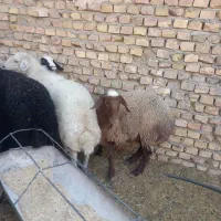 تغل جنس افشاری و میش قزل