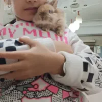 خرگوش مینیاتوری|موش و خرگوش|پاکدشت, حصار امیر|دیوار