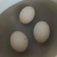 تخم کبوتر