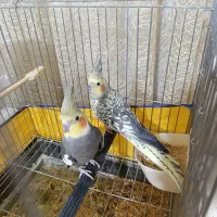 عروس هلندی با جوجه