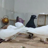 کبوتر کله ای|پرنده|بستان آباد, |دیوار