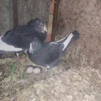 نروماده پلنگ سیا