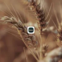 هدیه طلایی دعوت و اولین خرید. کد معرف
