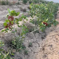 باغ-پسته-چهار-هزار-متری-ورامین-پیشوا