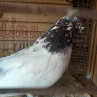 کبوتر  نکریز|پرنده|تخت, |دیوار