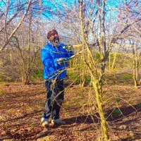 انجام هرس ضمانتی وطراحی باغ