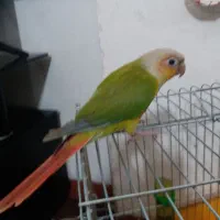 پرنده
