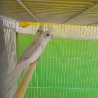 جفت عروس مولد