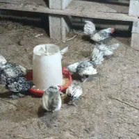 مرغ و خروس سبرایت پولک منظم