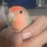 طوطی برزیلی شیطون