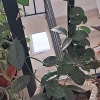 گل با گلدون سرامیک|گل و گیاه طبیعی|پردیس, فاز ۸|دیوار