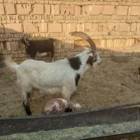 نربز فروشی|حیوانات مزرعه|پاکدشت, پاکدشت (مامازند)|دیوار