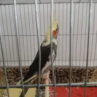 عروس هلندی