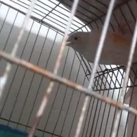قناری ماده اماده