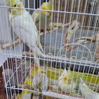 جوجه عروس هلندی|پرنده|شیراز, شهرک ایثار|دیوار