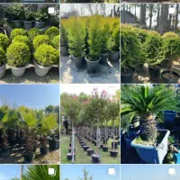 طراحی و اجرای فضای سبز ( انواع درختان تزئینی )|خدمات باغبانی و درختکاری|تهران, پاسداران|دیوار