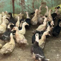 فروش اردک گوشتی