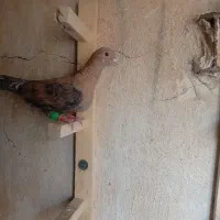 کفتر یا پرنده