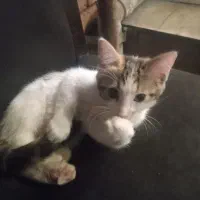 گربه شاتوله