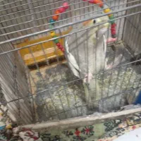 عروس هلندی نرد  یک دونه سالم سرحال بدون قفس