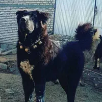 سگ پاکوتاه پیدا شده