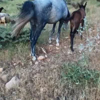 مادیان با قاطر
